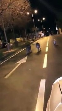 Quand une meute de sangliers se promènent en plein Marseille