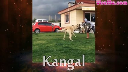 Most Popular Fighting Dogs