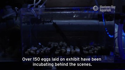 Nautilus Hatching