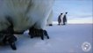 Deux manchots empereurs s'offrent un selfie vidéo dans l'Antarctique