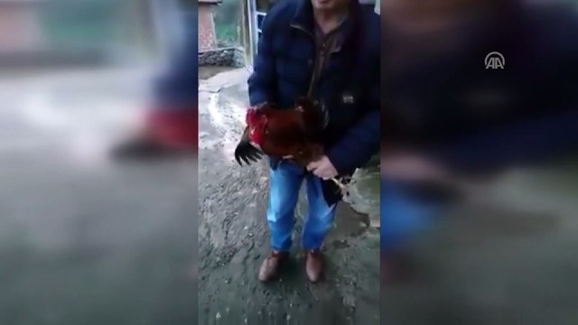 Anne diyen horoz büyük ilgi görüyor - BALIKESİR