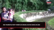 Indonésie : Des touristes font fumer un orang-outan dans un zoo (Vidéo)