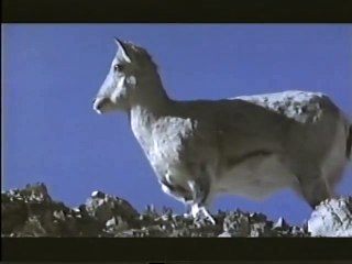 Animal Planet - Salvaje Himalaya (Wild Himalayas)