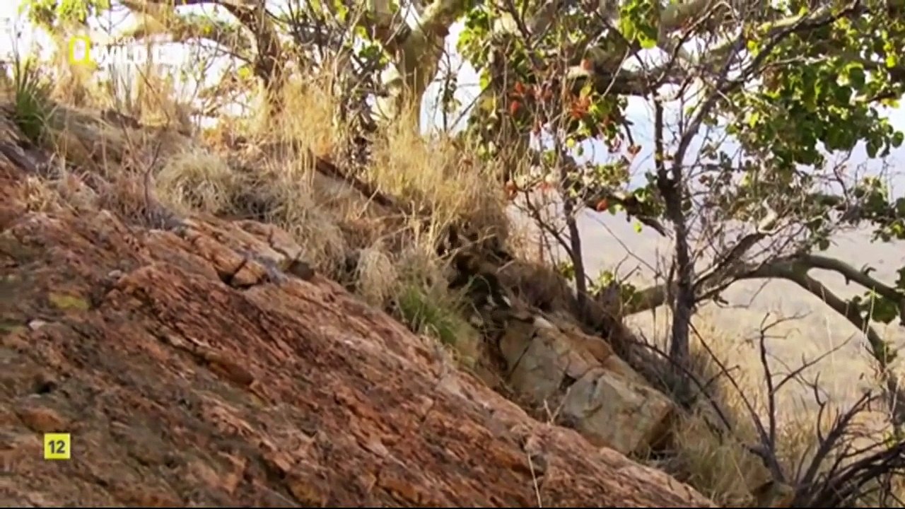 Animal Planet - SALVAJE SUR DE ÁFRICA (WILD SOUTH AFRICA) - Asesinos del Kalahari (Killers of The Kalahari)