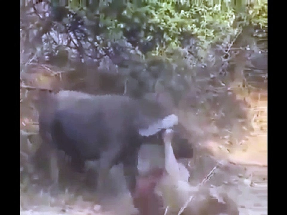 Bull vs Line