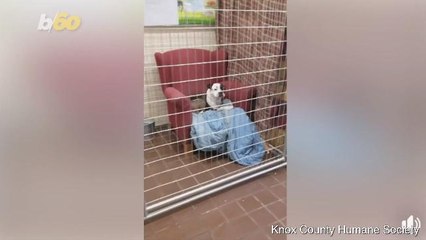 Shelter Dogs Love Donated Chairs That Make Them Feel At Home
