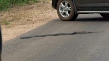 Amazing!!!!!! Huge Snake swallowing Giant Monitor Lizard