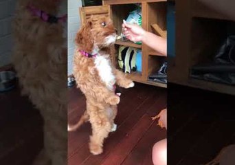 This Dog Will Do Anything to Get Peanut Butter