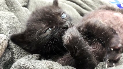 Cat Kitten Young Playing Cute Feline Fur Small