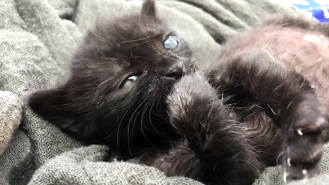 Cat Kitten Young Playing Cute Feline Fur Small