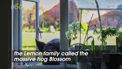 Meet Blossom! A Piglet Who Grew To Be The Size Of A Family's Sofa