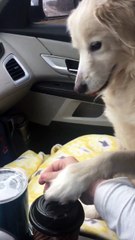 Ao ser resgatada de abrigo, cadelinha agradece mulher que a adotou de forma linda