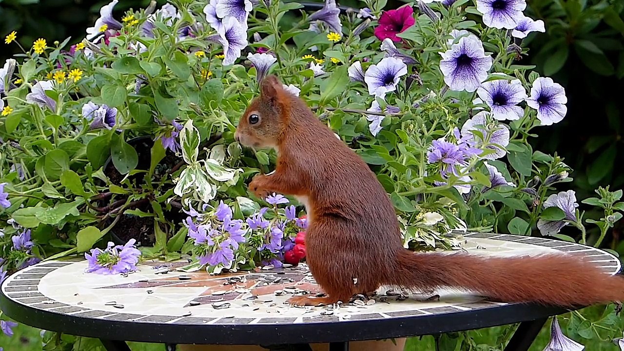 Animal Mammal Squirrel Sciurus Vulgaris Major
