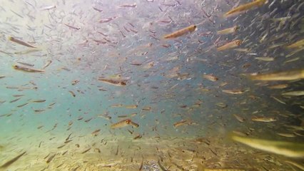 어린 연어 방류...얼마나 돌아올까 / YTN