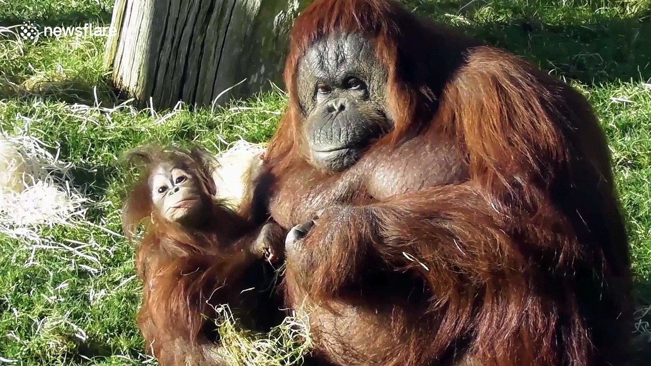 Celebrate Mother's Day with this compilation of lovable animal mums