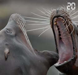 Le bébêtes show: les animaux de la semaine