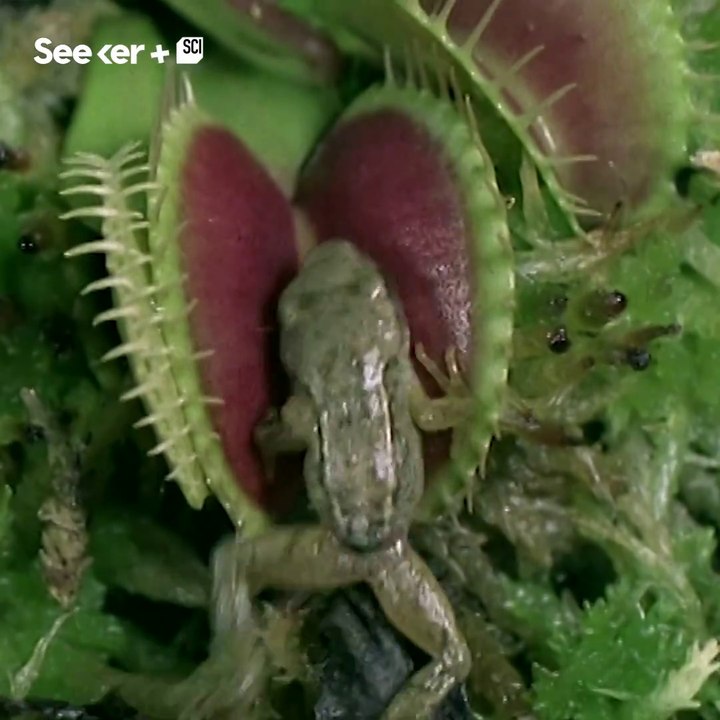 Watch one of the most carnivorous plants in the wild in action.
