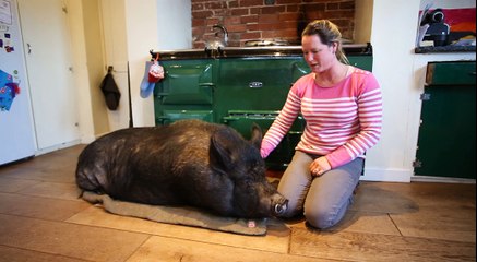 Meet Blossom the Pet Pig!