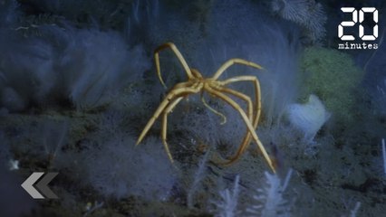 Les créatures improbables des abysses - Le Rewind du vendredi 09 mars 2018