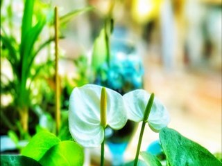 10 plantas de sombra para casa e escritório