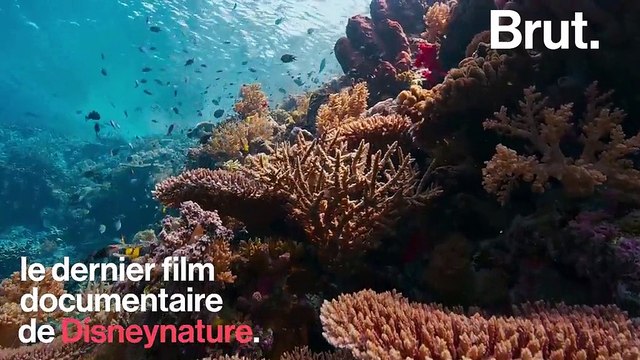 Dans Blue , le réalisateur Keith Scholey montre des séquences rares d’un écosystème sous-marin fragile