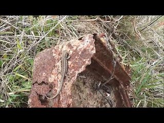 WW2 : Seelow Heights relics tour part 1/2 - metal detecting and more