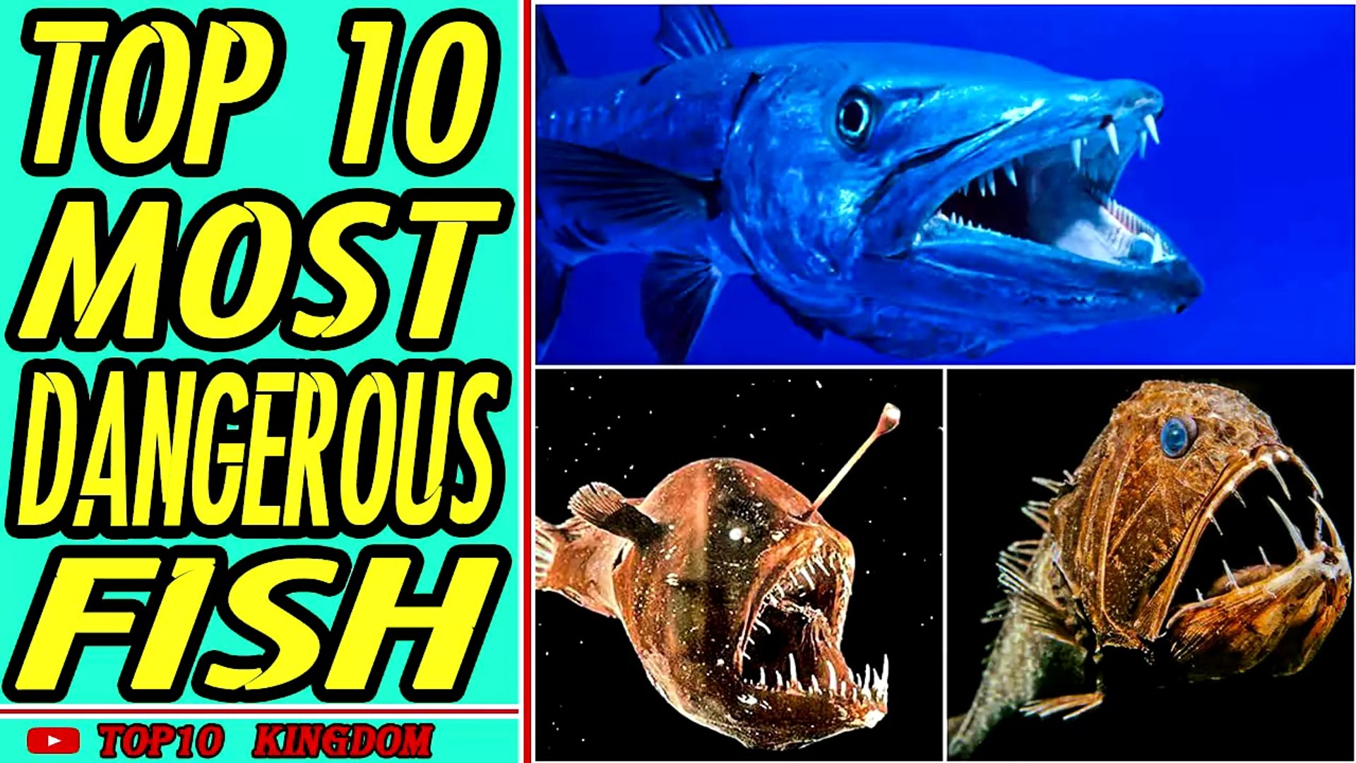 TOP 10 Most Dangerous Fish In The World - video Dailymotion