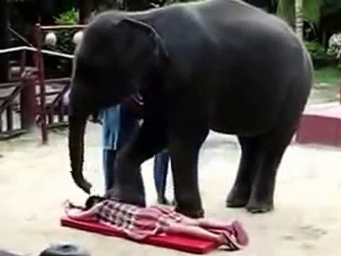[MP4 360p] Elephant massaging girl video