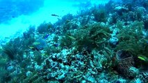 Mexico - Mahahual - Karibisches Meer - Riff tauchen - YouTub