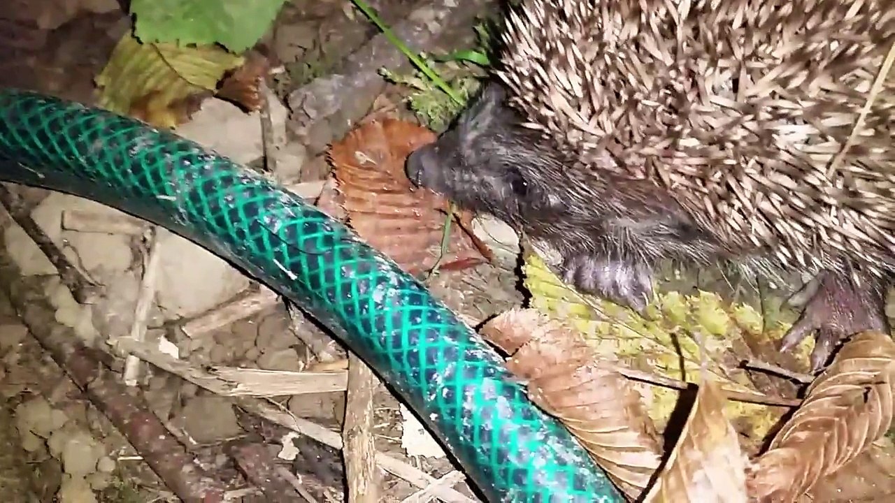 Co stao sie z gniazdem jezy%3F%21%3F%21%3F%21%3F