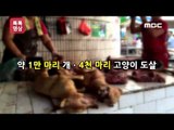 ‘개고기 축제’ 전통 문화 vs 동물 학대?