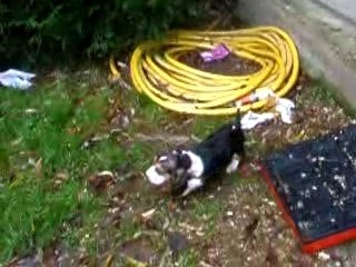 LES BEBES DE SWAN A 6 SEMAINES PRESQUE