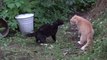 CATS SQUARE OFF and then FIGHT over territory  | Video from !! My Favourite Things !!