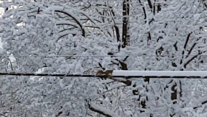 Avez-vous déjà vu un écureuil "chasse neige"??? Voilà ce que ça donne