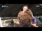 [15/09/23 뉴스데스크] 독성 꿀벌 125배 '등검은말벌' 한반도 확산 비상