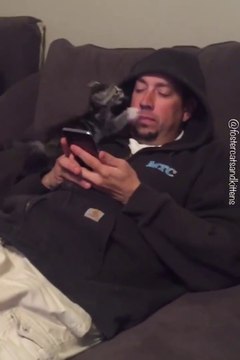 Un chaton dressé pour soigner les accros au smartphone... Ahaha