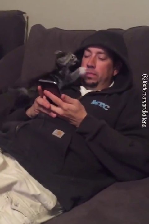 Un chaton dressé pour soigner les accros au smartphone... Ahaha