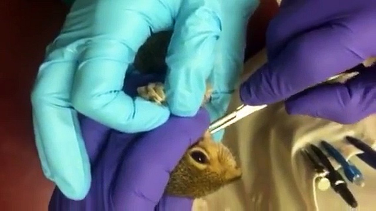 Il retire une larve géante du cou de cet ecureuil... Impressionnant