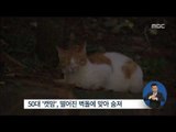 [15/10/09 정오뉴스] 난데없이 날아온 벽돌에 고양이 집 만들던 여성 참변