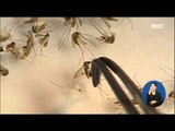 [16/04/30 정오뉴스] '지카 매개' 흰줄숲모기 국내 첫 발견, 주의 당부