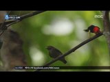[16/05/14 뉴스데스크] 스키 타고 손뼉치고, '각양각색' 날개의 쓰임새