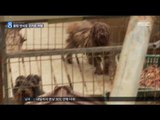 [16/05/22 뉴스데스크] 불법 수술에 강제 임신까지, '강아지 공장' 모두 조사한다