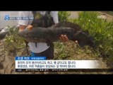 [16/09/24 뉴스데스크] '가물치의 나라' 한국에서 '배스' 기승, 이유는?