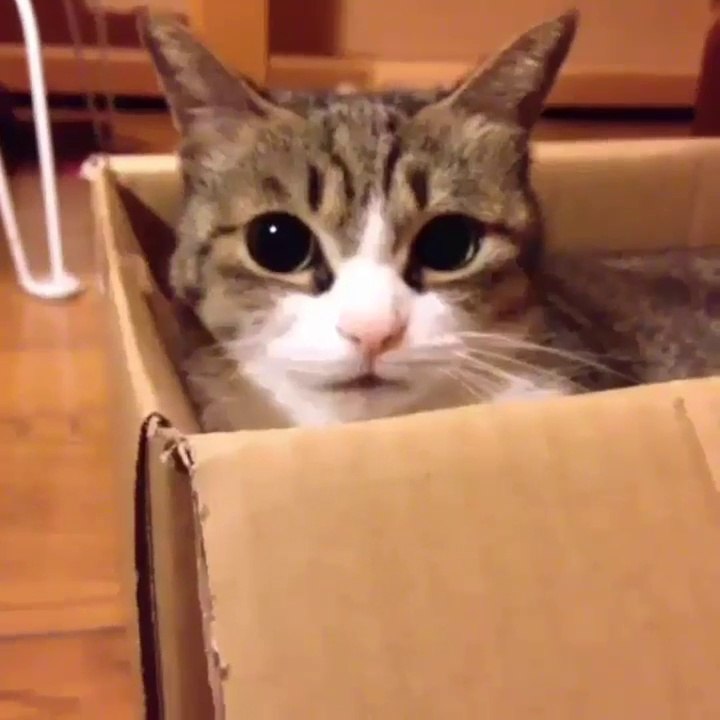 Top 200  VERY FUNNY  ANIMALS