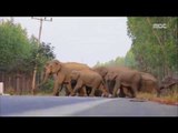 태국, 잇단 코끼리 떼 습격…농작물 쑥대밭 만들어