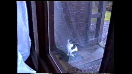 The CAT that can OPEN any DOOR! | CUTE & FUNNY Video from !! My Favourite Things !!