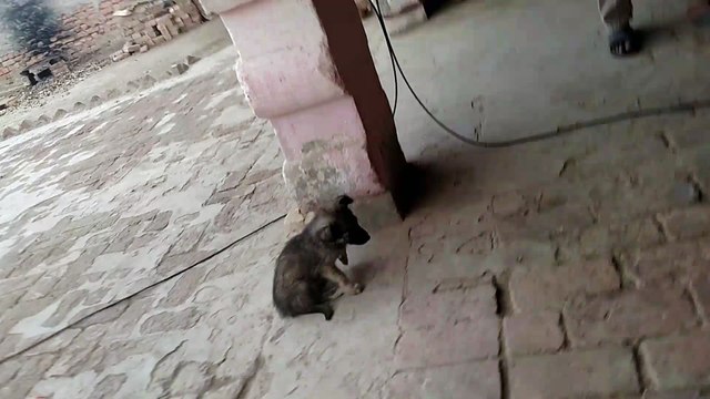 cute puppy videos compilation 2018 | try not to laugh challenge 2018 | Best Funny puppy | Very Funny dog video | Funny animals video 2018 | Funny Puppy Video