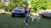 Shiloh and Shelby get a New House! Siberian Husky