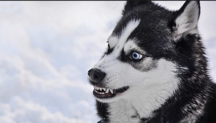 Dog has been bitten by snake met his best puppy friend in the hospital