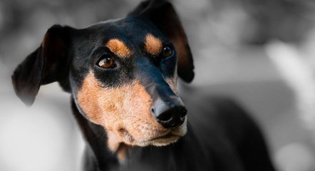 DOG CAN COUNT ! AMERICA'S GOT TALENT AUDITION 2018